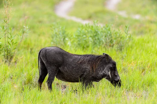 Dzika Zjada Trawę Rezerwacie Moremi Game Reserve Okavango River Delta — Zdjęcie stockowe