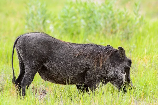Yaban domuzu Moremi Game Reserve (Okavango Nehri Deltası), Milli Park, Botsvana ot yiyor