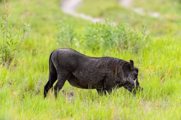 Jabalí Come Hierba Reserva Caza Moremi Delta Del Río Okavango —  Fotos de Stock