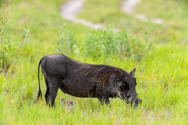 野猪在莫瑞米野生动物保护区 奥卡万戈河三角洲 博茨瓦纳国家公园 — 图库照片