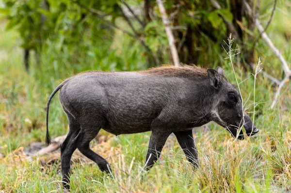 Cinghiale Mangia Erba Nella Riserva Naturale Moremi Delta Del Fiume — Foto Stock