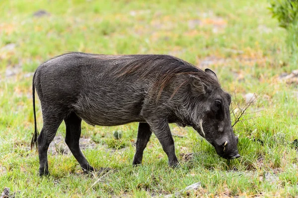 Sanglier Mange Herbe Dans Réserve Chasse Moremi Delta Rivière Okavango — Photo