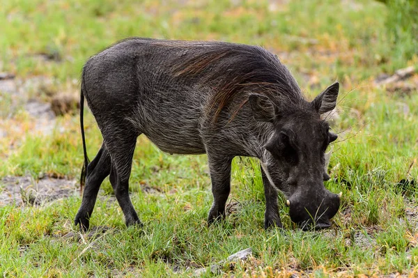 Vaddisznó Eszik Moremi Game Reserve Okavango Folyó Delta Nemzeti Park — Stock Fotó