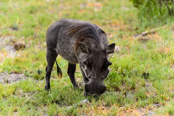 Wildschweine Fressen Gras Moremi Wildreservat Okavango Delta Nationalpark Botswana — Stockfoto