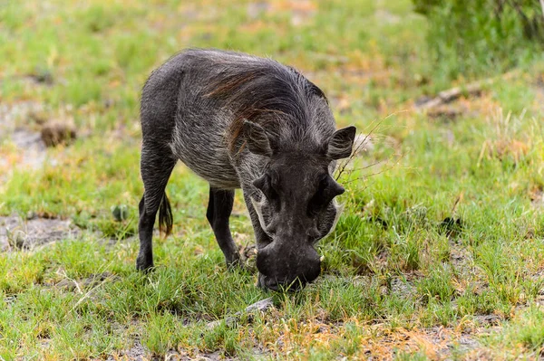 Wildschweine Fressen Gras Moremi Wildreservat Okavango Delta Nationalpark Botswana — Stockfoto