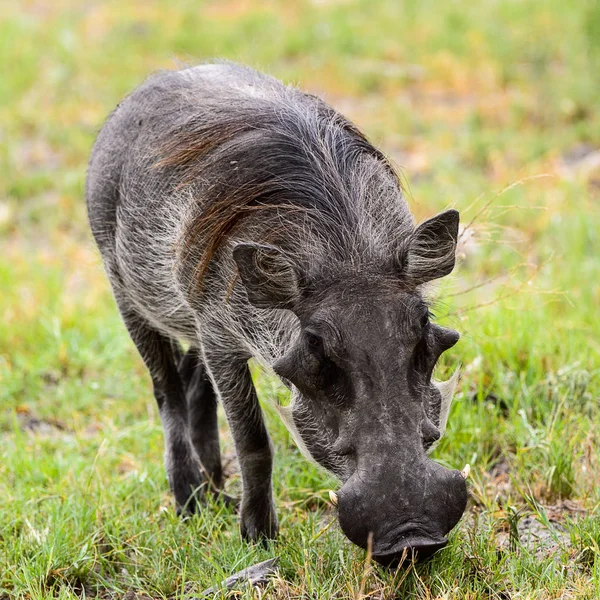 Wild Boar Eats Grass Moremi Game Reserve Okavango River Delta — Stock Photo, Image