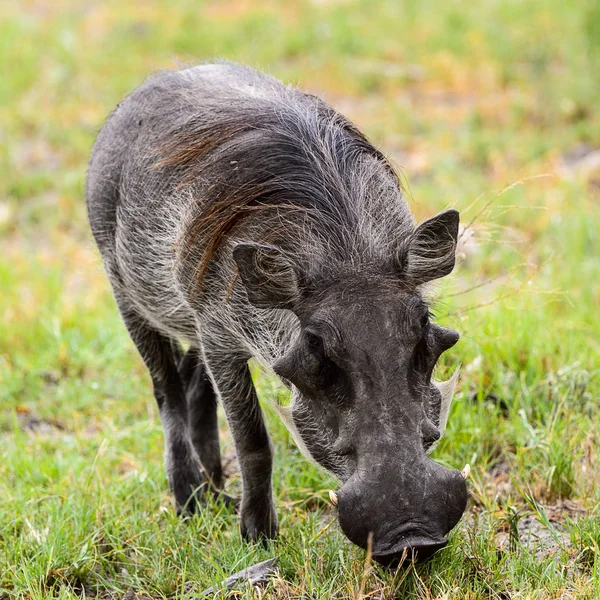 Sanglier Mange Herbe Dans Réserve Chasse Moremi Delta Rivière Okavango — Photo