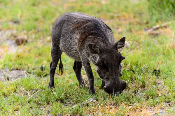 イノシシはモレミゲーム保護区 オカバンゴ川デルタ 国立公園 ボツワナで草を食べる — ストック写真