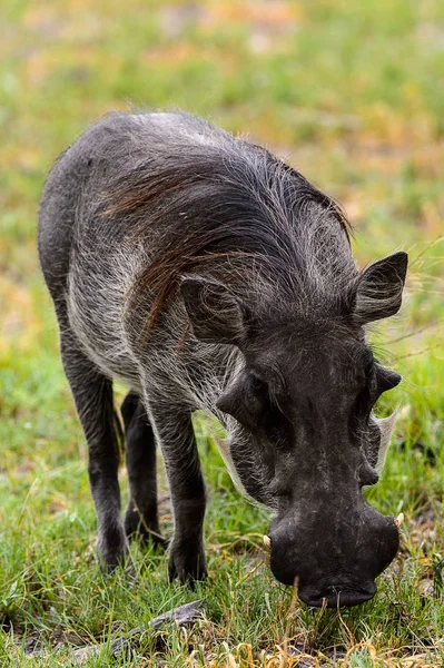 Wild Boar Eats Grass Moremi Game Reserve Okavango River Delta — Stock Photo, Image