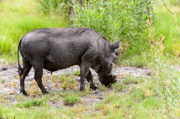 Vue Rapprochée Sanglier Dans Réserve Chasse Moremi Delta Rivière Okavango — Photo