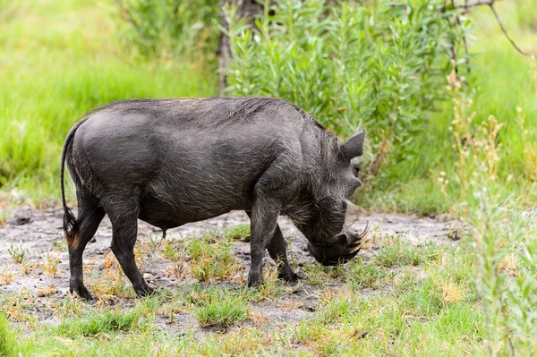 Vue Rapprochée Sanglier Dans Réserve Chasse Moremi Delta Rivière Okavango — Photo