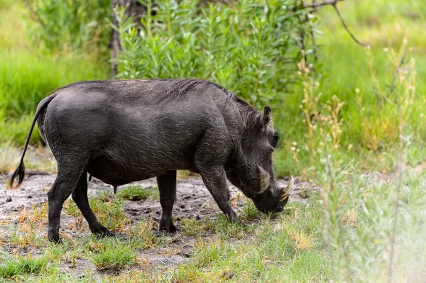 Nära Utsikt Över Ett Vildsvin Moremi Game Reserve Okavango River — Stockfoto