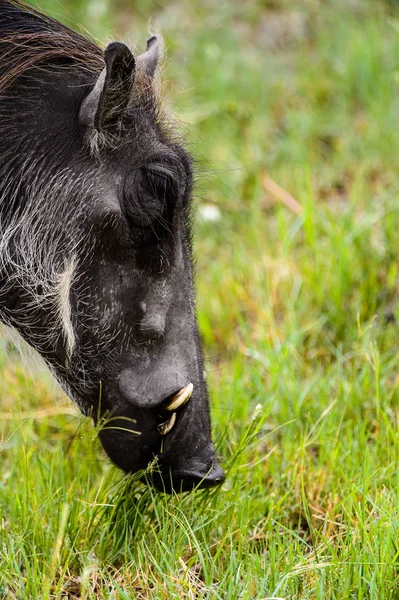 Vue Rapprochée Sanglier Dans Réserve Chasse Moremi Delta Rivière Okavango — Photo