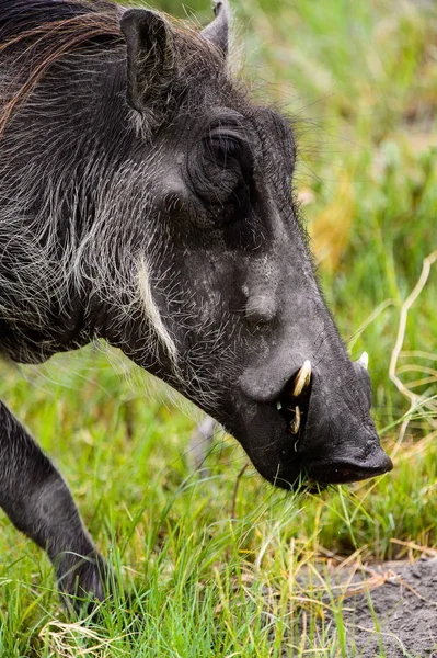 Vue Rapprochée Sanglier Dans Réserve Chasse Moremi Delta Rivière Okavango — Photo