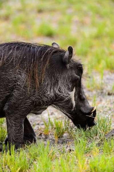 Vue Rapprochée Sanglier Dans Réserve Chasse Moremi Delta Rivière Okavango — Photo