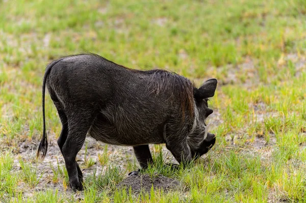 Nahaufnahme Eines Wildschweins Moremi Wildreservat Okavango Delta Nationalpark Botswana — Stockfoto