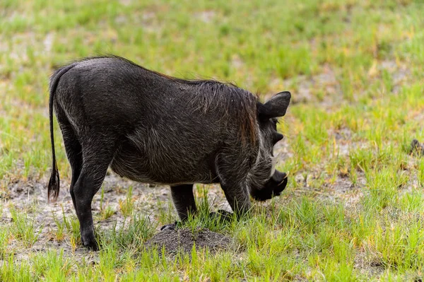 在莫瑞米野生动物保护区 奥卡万戈河三角洲 博茨瓦纳国家公园的野猪近距离观察 — 图库照片
