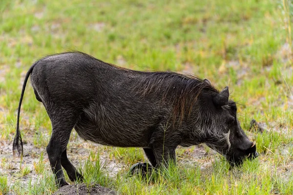 Vista Perto Javali Reserva Caça Moremi Delta Rio Okavango Parque — Fotografia de Stock