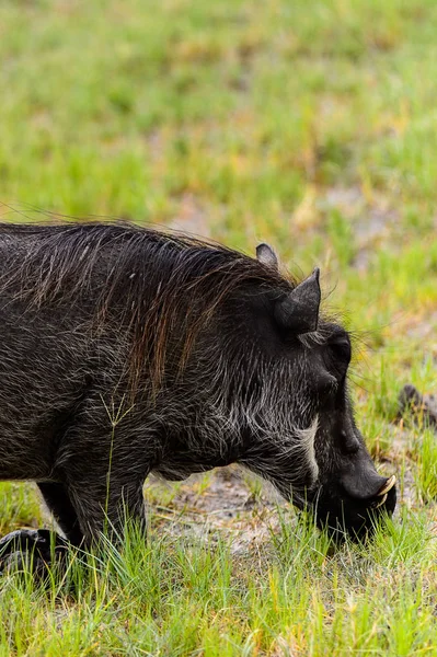 Moremi Game Reserve (Okavango Nehri Deltası), Milli Park, Botsvana'da bir yaban domuzunun yakın görünümü