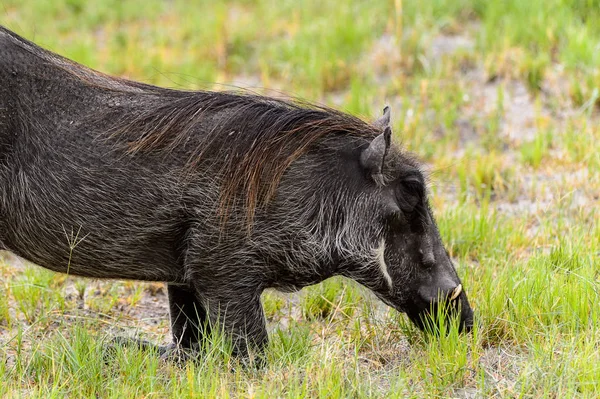 Moremi Game Reserve (Okavango Nehri Deltası), Milli Park, Botsvana'da bir yaban domuzunun yakın görünümü