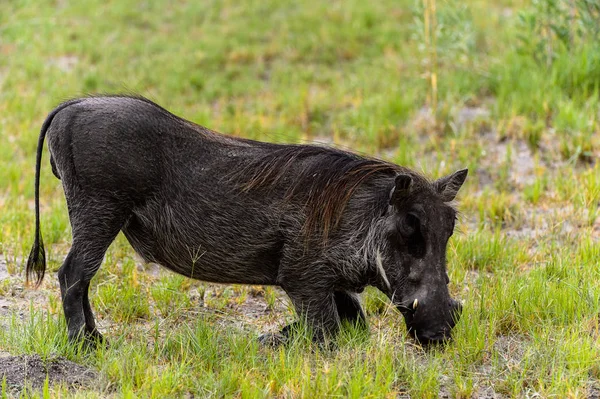 Bliski Widok Dzika Rezerwacie Moremi Delta Rzeki Okavango Park Narodowy — Zdjęcie stockowe