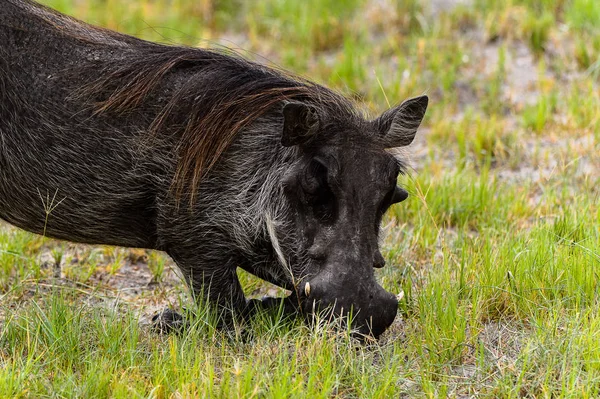 Moremi Game Reserve (Okavango Nehri Deltası), Milli Park, Botsvana'da bir yaban domuzunun yakın görünümü