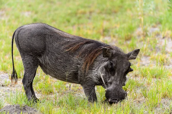 Moremi Game Reserve (Okavango Nehri Deltası), Milli Park, Botsvana'da bir yaban domuzunun yakın görünümü