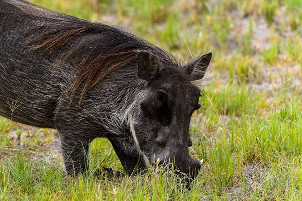 Bliski Widok Dzika Rezerwacie Moremi Delta Rzeki Okavango Park Narodowy — Zdjęcie stockowe