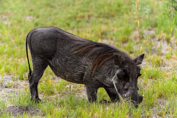 Moremi Game Reserve (Okavango Nehri Deltası), Milli Park, Botsvana'da bir yaban domuzunun yakın görünümü