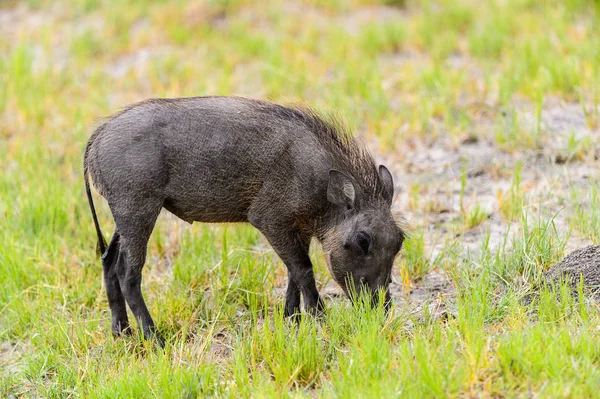 Nahaufnahme Eines Wildschweins Moremi Wildreservat Okavango Delta Nationalpark Botswana — Stockfoto