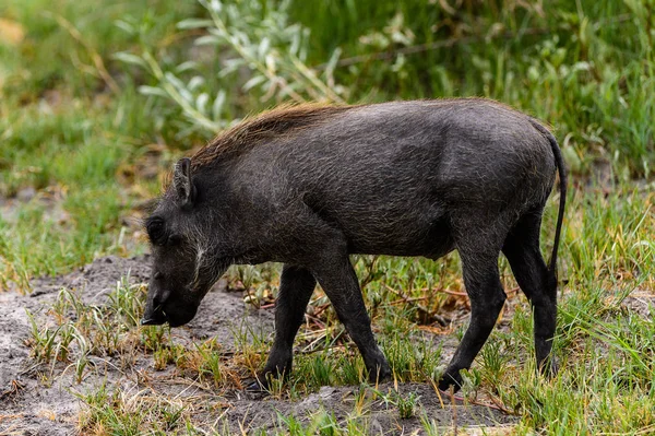 Vue Rapprochée Sanglier Dans Réserve Chasse Moremi Delta Rivière Okavango — Photo