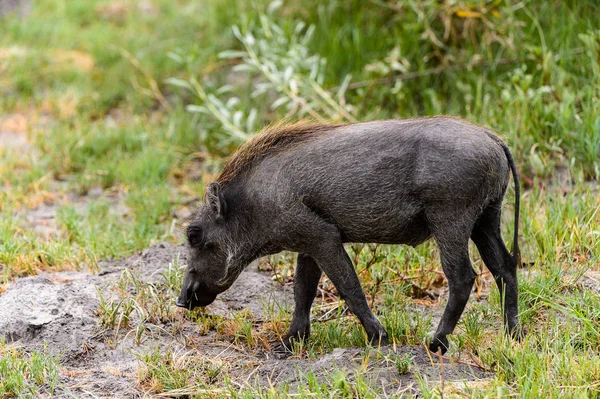 Nära Utsikt Över Ett Vildsvin Moremi Game Reserve Okavango River — Stockfoto