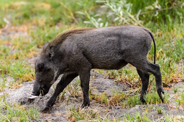 Vue Rapprochée Sanglier Dans Réserve Chasse Moremi Delta Rivière Okavango — Photo