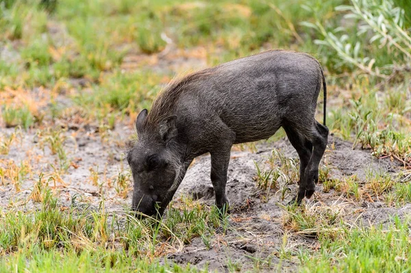在莫瑞米野生动物保护区 奥卡万戈河三角洲 博茨瓦纳国家公园的野猪近距离观察 — 图库照片
