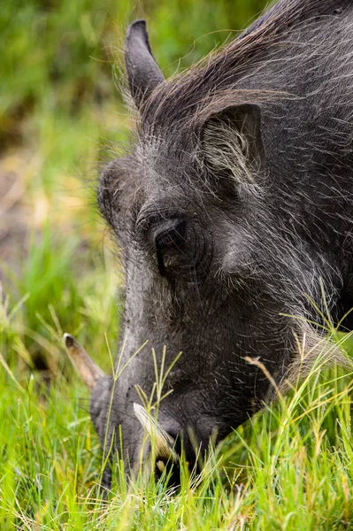 Close View Wild Boar Moremi Game Reserve Okavango River Delta — Stock Photo, Image