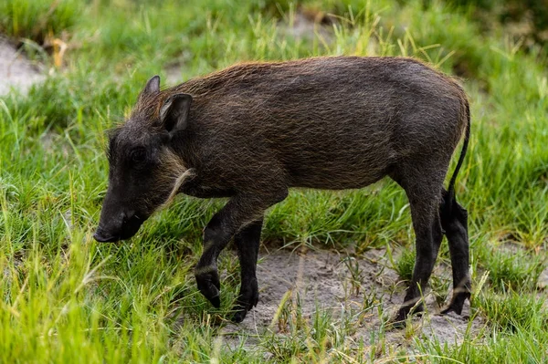 Vista Ravvicinata Cinghiale Nella Riserva Naturale Moremi Delta Del Fiume — Foto Stock