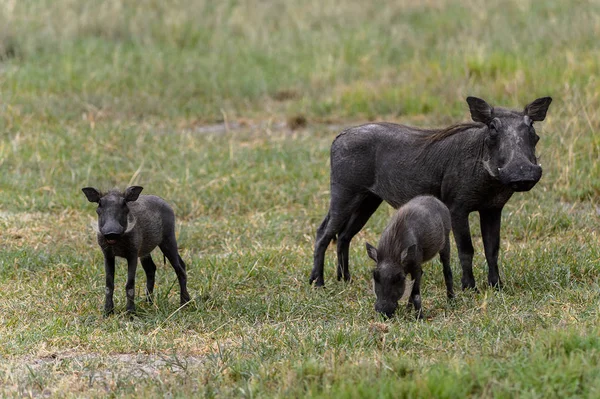 Jabalíes Salvajes Con Bebés Pequeños Reserva Caza Moremi Delta Del —  Fotos de Stock