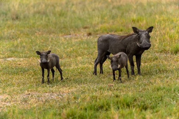 Jabalíes Salvajes Con Bebés Pequeños Reserva Caza Moremi Delta Del —  Fotos de Stock