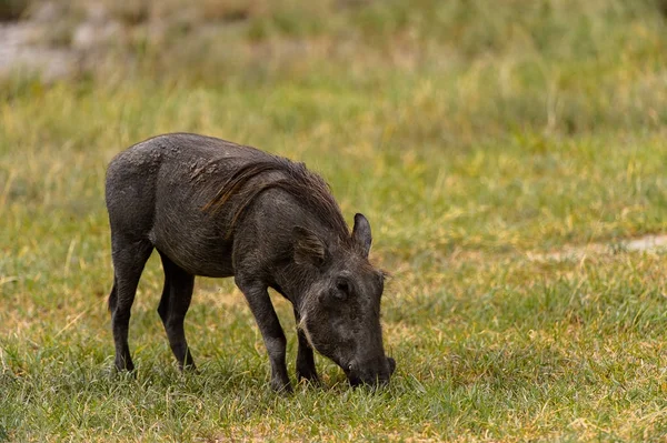 Wildschweine Tummeln Sich Moremi Wildreservat Okavango Delta Nationalpark Botswana — Stockfoto