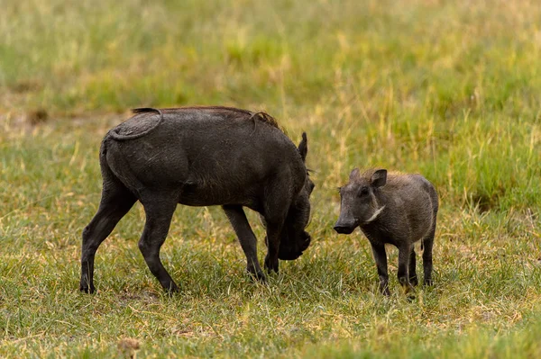 Wildschweine Und Ein Baby Moremi Wildreservat Okavango Delta Nationalpark Botswana — Stockfoto