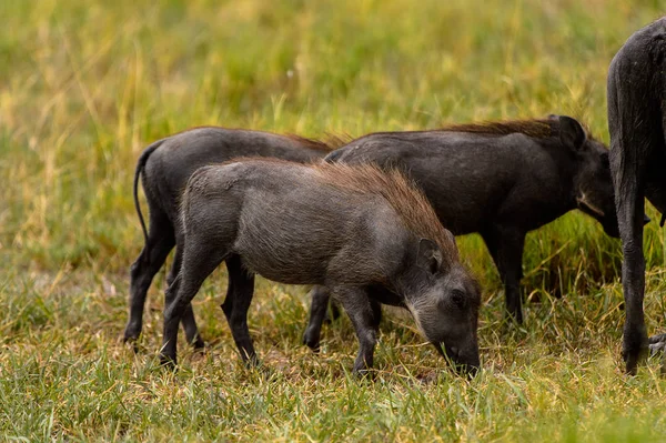 野猪在莫瑞米野生动物保护区 奥卡万戈河三角洲 博茨瓦纳国家公园 — 图库照片