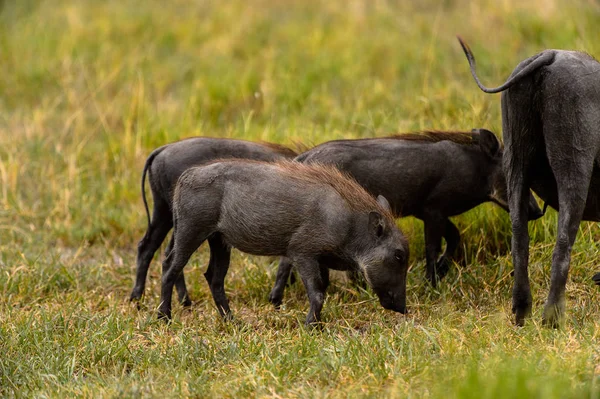 Wildschweine Tummeln Sich Moremi Wildreservat Okavango Delta Nationalpark Botswana — Stockfoto