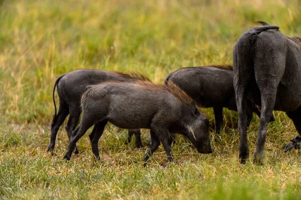 Wildschweine Tummeln Sich Moremi Wildreservat Okavango Delta Nationalpark Botswana — Stockfoto