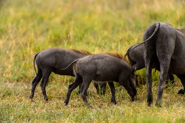 Divoké Divočáky Stěhují Rezervace Moremi Game Okavango River Delta Národní — Stock fotografie