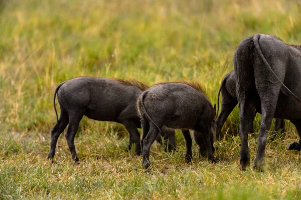 Divoké Divočáky Stěhují Rezervace Moremi Game Okavango River Delta Národní — Stock fotografie