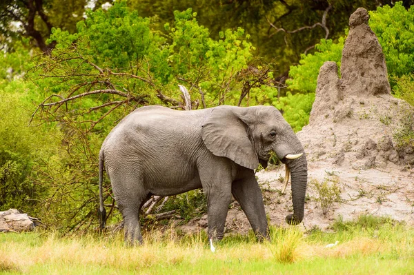 Красивий Слон Заповіднику Moremi Дельта Річки Окаванго Національний Парк Ботсвана — стокове фото