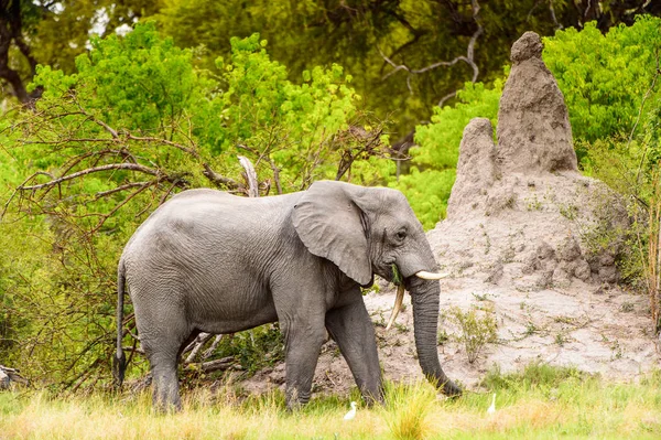 Hermoso Elefante Reserva Caza Moremi Delta Del Río Okavango Parque —  Fotos de Stock