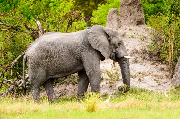 Hermoso Elefante Reserva Caza Moremi Delta Del Río Okavango Parque —  Fotos de Stock