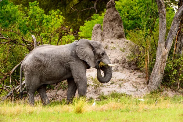 Prachtige Olifant Het Moremi Game Reserve Okavango River Delta Nationaal — Stockfoto