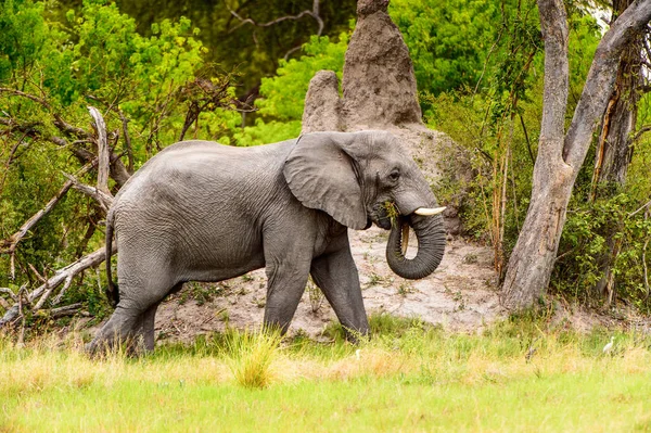 Gyönyörű Elefánt Moremi Game Reserve Okavango Folyó Delta Nemzeti Park — Stock Fotó